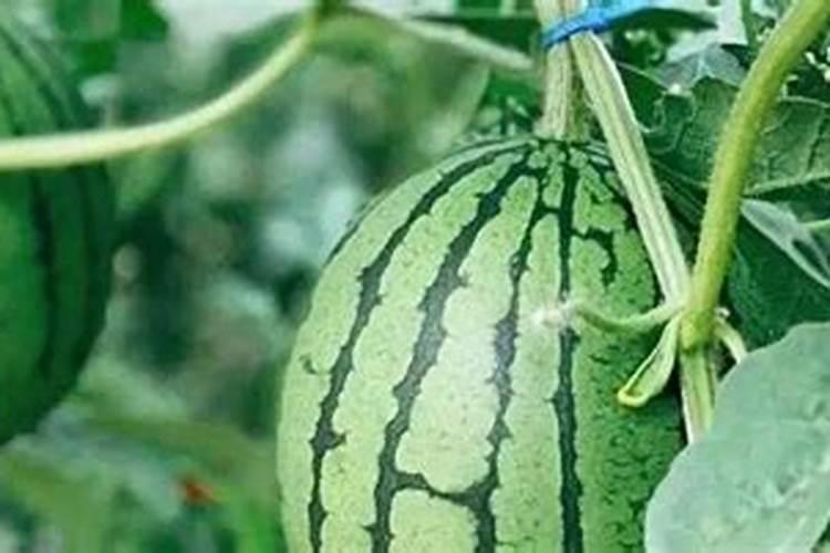 黄瓜秧下瓜20天左右,有点花打顶,秧子细该怎么施肥