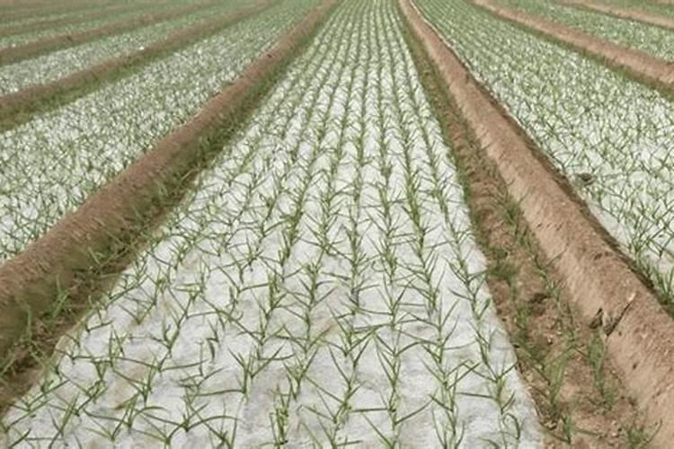 大蒜中后期水肥管理