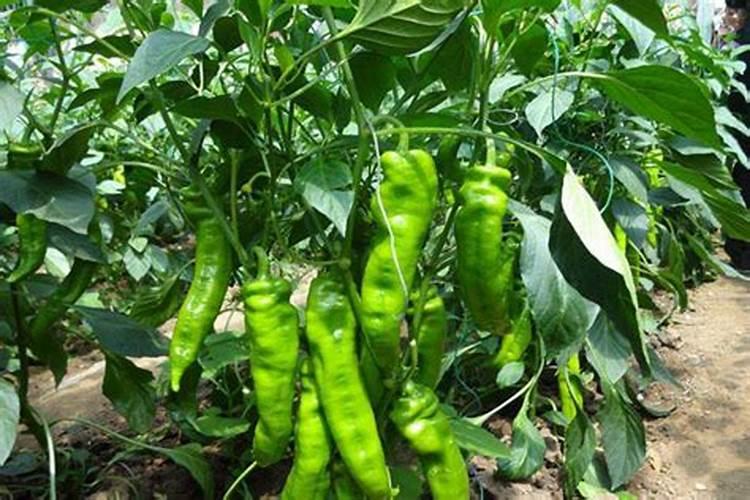 冬小麦施哪些肥,冬小麦缺肥的危害