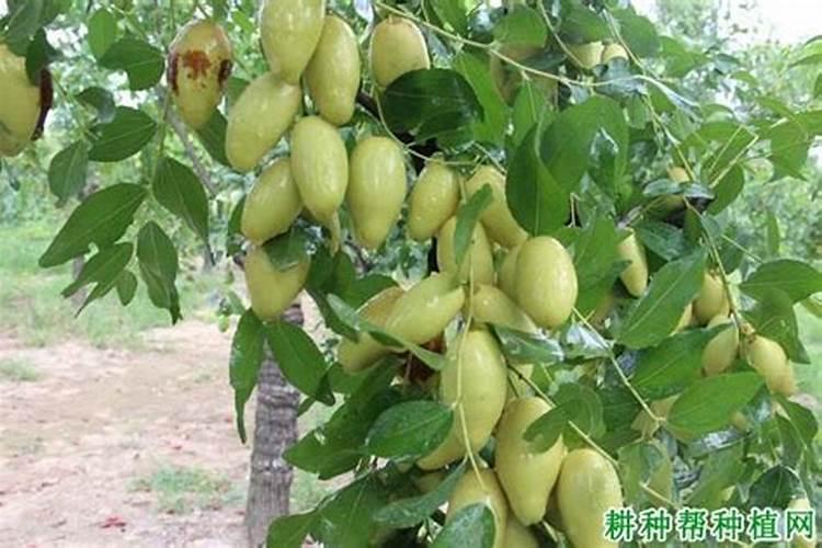 鱼蛋白和海藻精哪种好