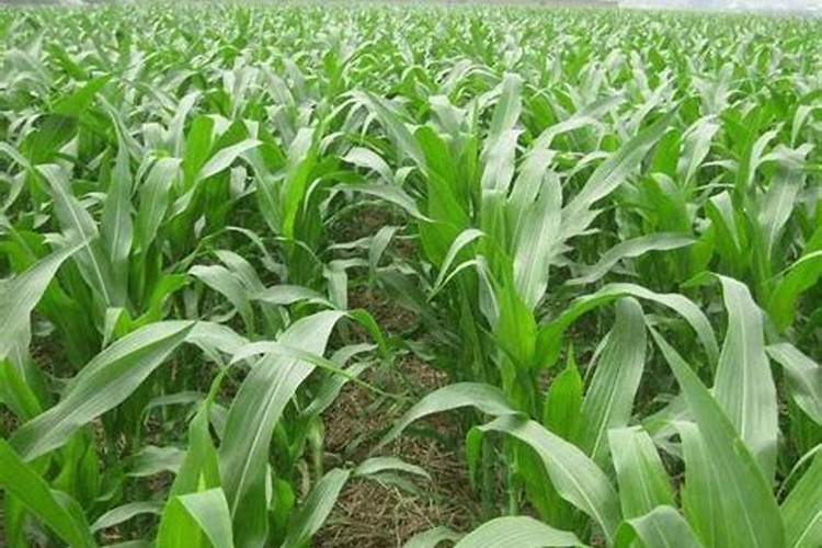 草莓结果期用什么冲施肥好？草莓膨大期用什么水溶肥好？