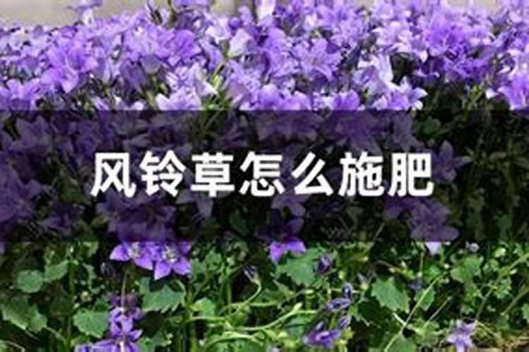 风铃花的养殖方法