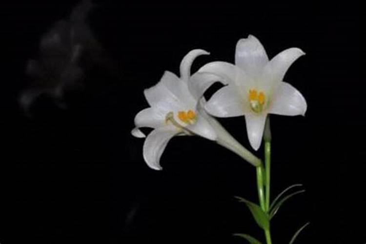 香水百合烂心怎么办