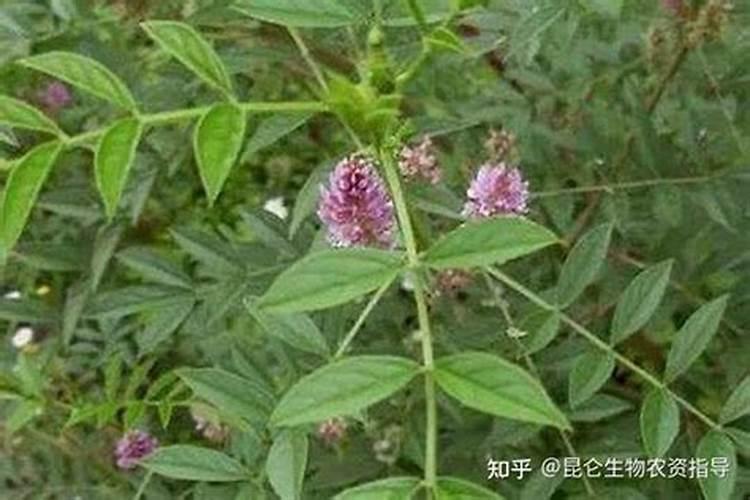 东方红是央企还是传销