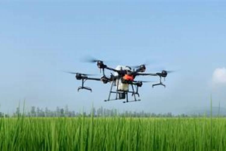 芦荟叶子萎缩了怎么补救(芦荟叶子越来越干瘪!咋办)