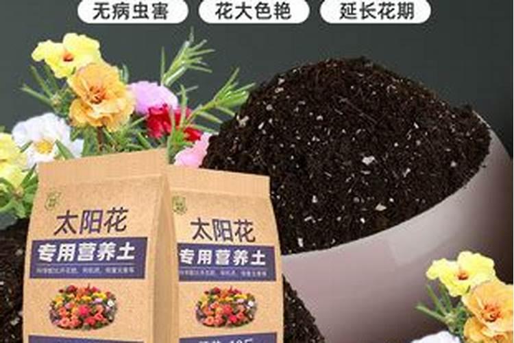 太阳花用营养土容易烂根吗