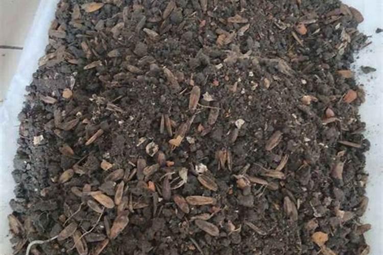 太阳花为什么不能用营养土