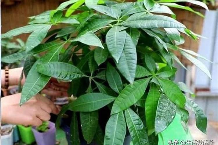 发财树多久喷一次叶面？