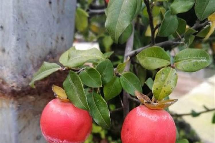 地瓜怎么栽高产 施什么肥合适