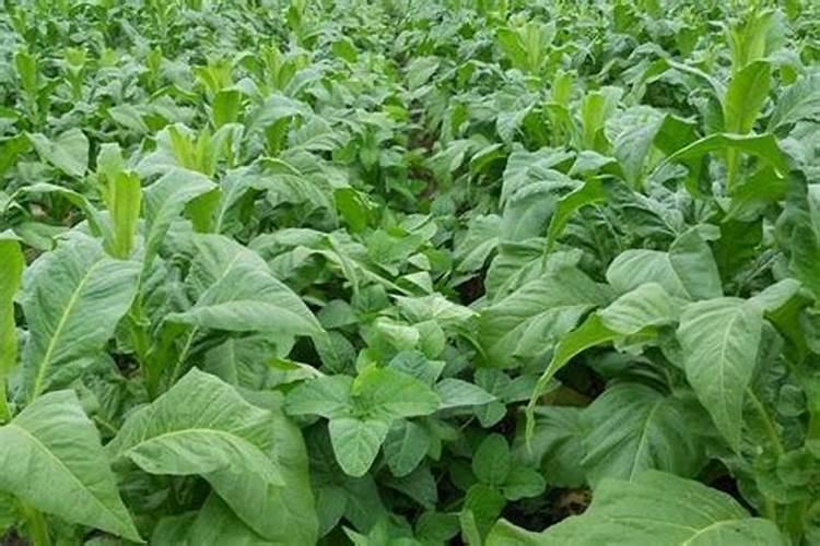 棉花施钾肥最佳时间 使用方法及注意事项