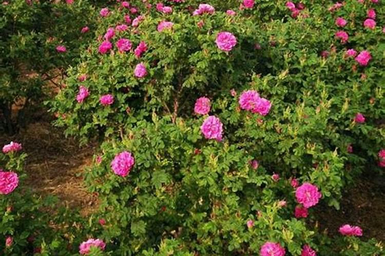 绿萝施什么肥好