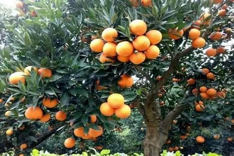 橙子树六月膨果可以施过磷酸钙吗？