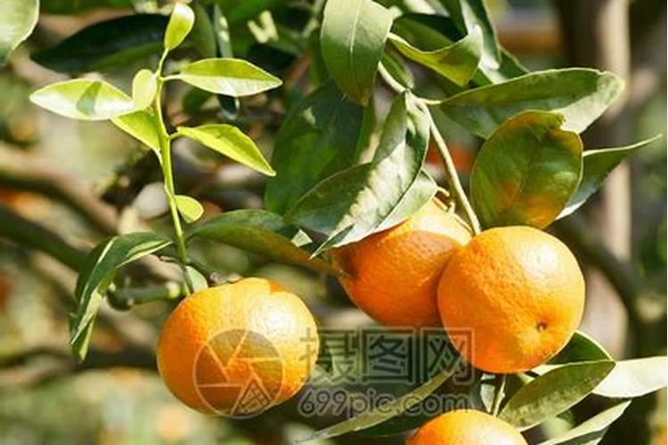 橙子树种植技术