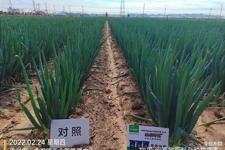 种大葱用什么肥料