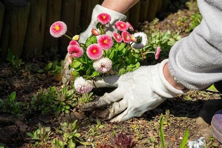 花草浇什么肥料合适