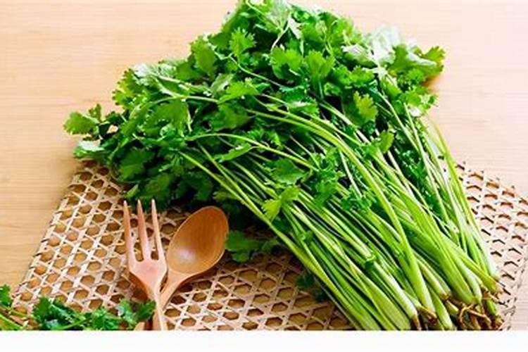 香菜重茬死苗怎么办