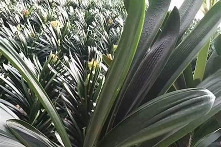 怎么给富贵竹使用生根粉