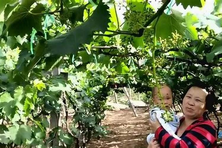 鸡心黄皮保花保果技术