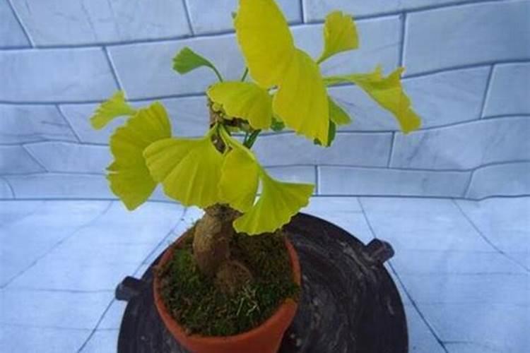 植物病虫害防治途径