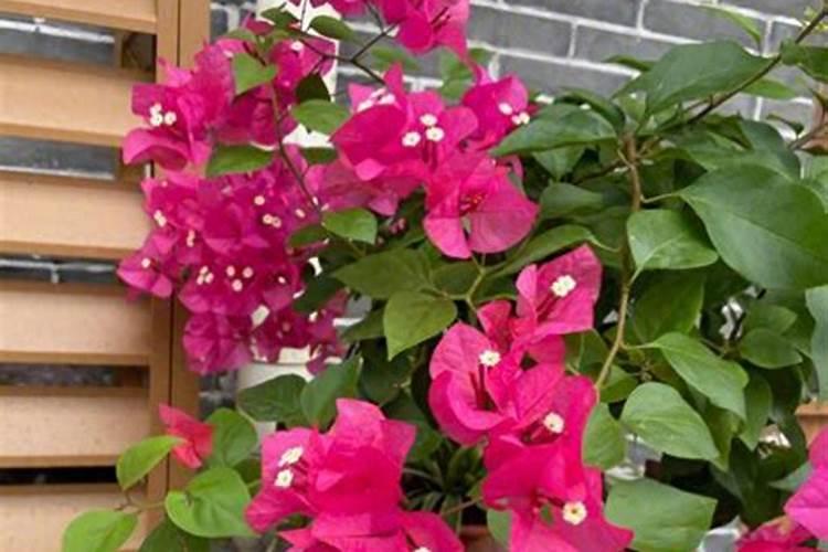 三角梅换盆后什么时候可以施肥