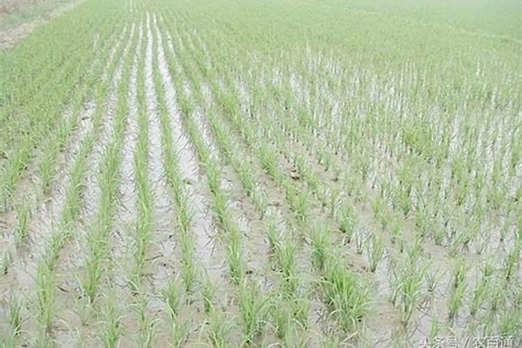 盆栽茶花的施肥方法,盆栽茶花施肥注意事项