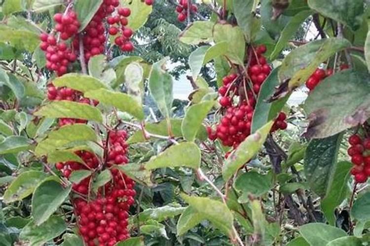 五味子的田间,怎么施肥最好？