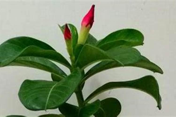 种植大豆的好处？