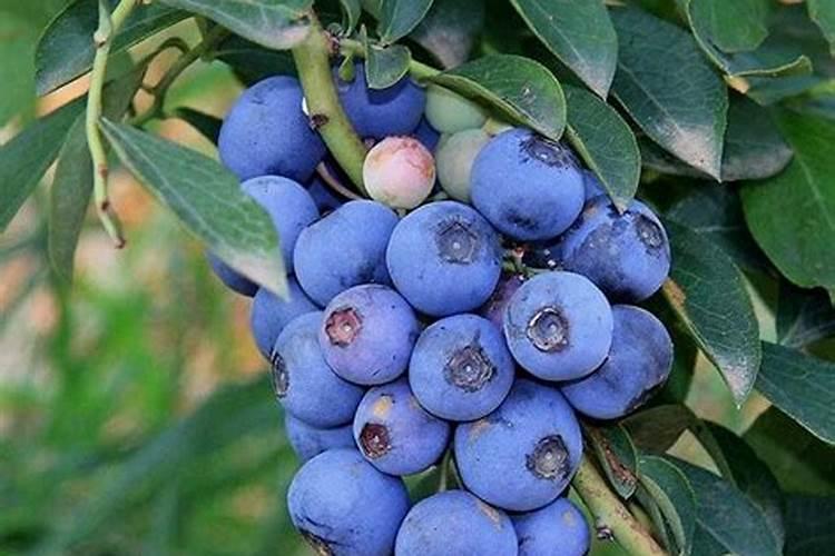 蓝莓挂果期施什么肥