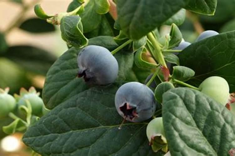 蓝莓结果后怎么施肥 蓝莓开花前用什么肥好