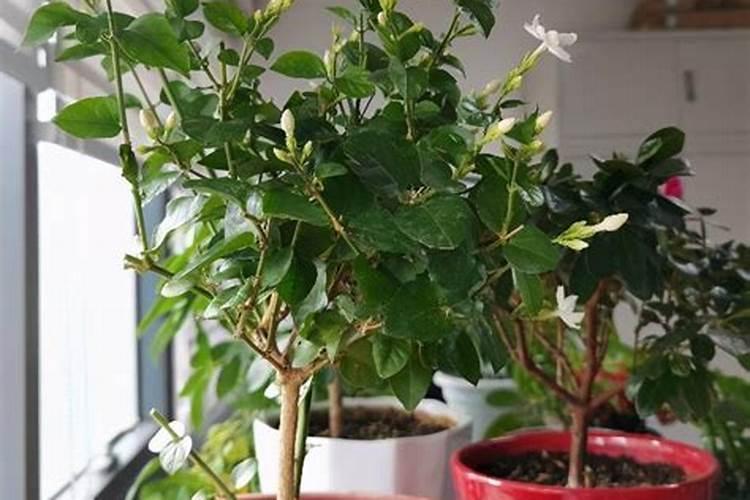 苹果树补钙的叶面肥有哪些苹果树叶面肥一年喷几次都喷什么肥