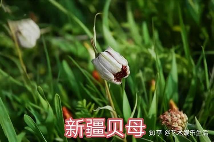 芸苔素内酯能拌种吗