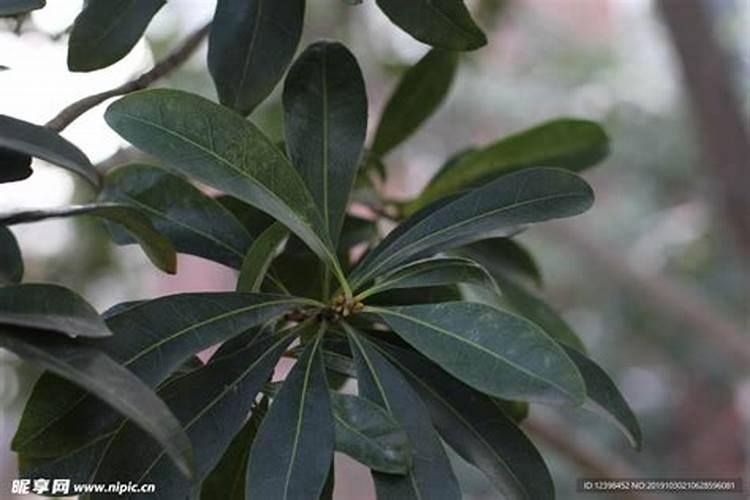 养花通用肥料哪个牌子好些;最好的花肥品牌排行榜