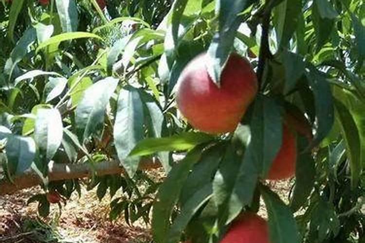 我国禁用和限用农药名录