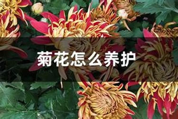 菊花施肥方法,用什么肥好