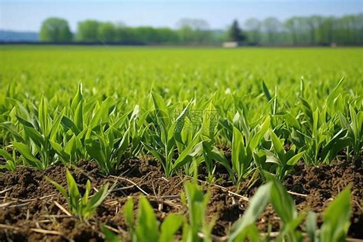 香菜种下去可以马上浇水吗