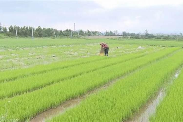 磷肥的主要作用