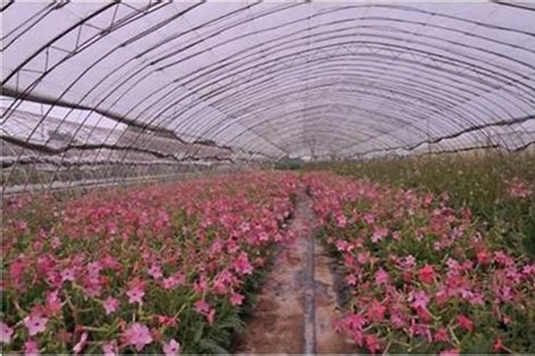 家里5种东西,养花特别好,花草就能长得好开花多,是真的吗？