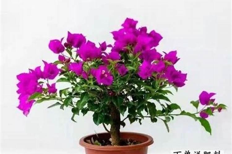 三角梅花期过后应该怎么养护(三角梅开完花后管理方法)