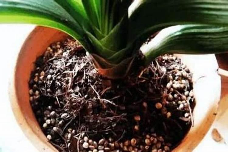 草莓结果施什么肥