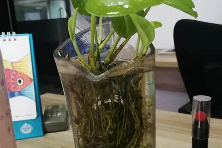 兰花水培怎么养才能旺盛 水培兰花怎么养才能更旺盛