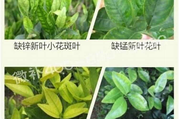 花生用什么肥料让它多结果