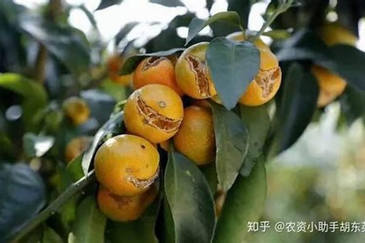 三十烷醇在砂糖橘上使用方法