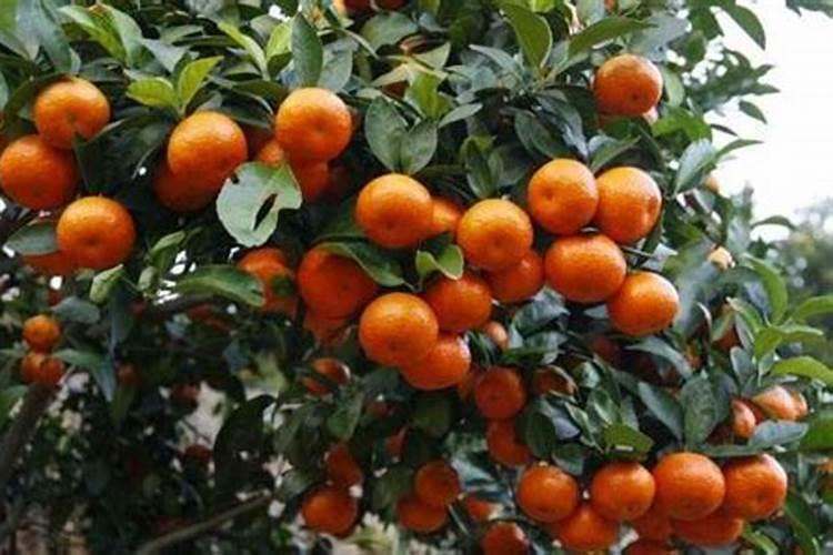 砂糖橘如何施肥 分享种植砂糖橘施肥技术经验