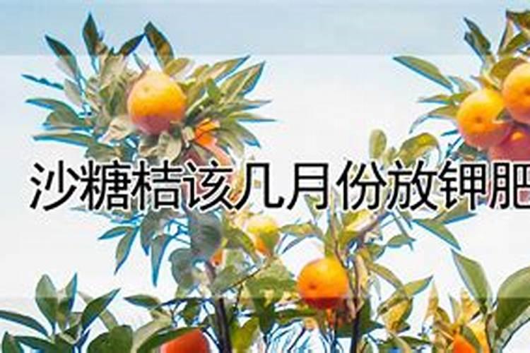 六月份砂糖橘还可以打控梢药吗？