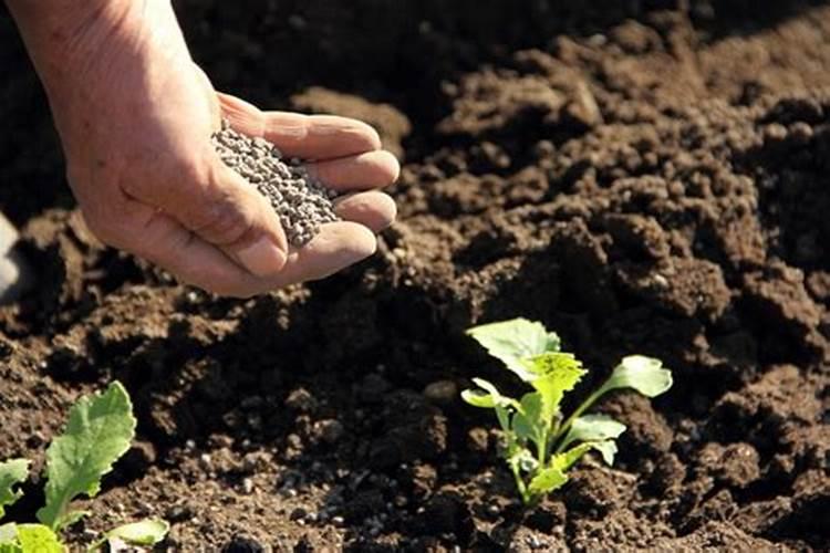 什么是钾肥和磷肥