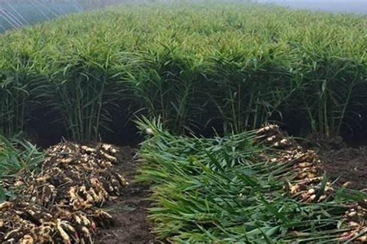 四季桂的施肥方法什么肥料好？