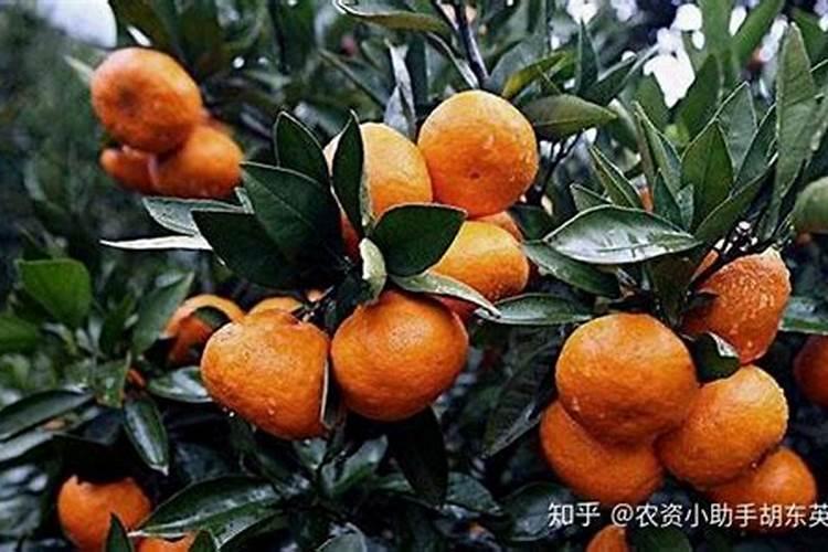 砂糖橘六月下旬还可以环割吗？