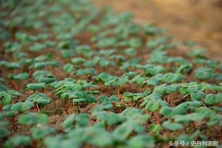 桃树什么时候喷硼