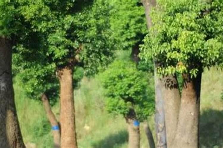 高氮高钾的肥料有哪些