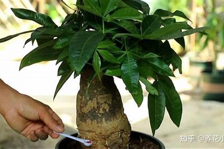 6月份如何养发财树不怕烂根还长得旺